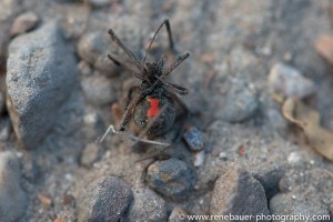 2015.7.4_button spider-11