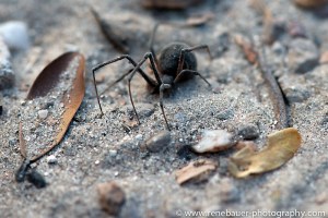 2015.7.4_button spider-12